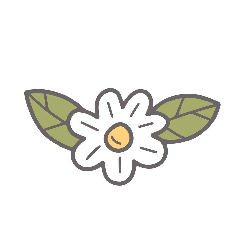 Chamomile with leaves in doodle style. Vector isolated illustration.