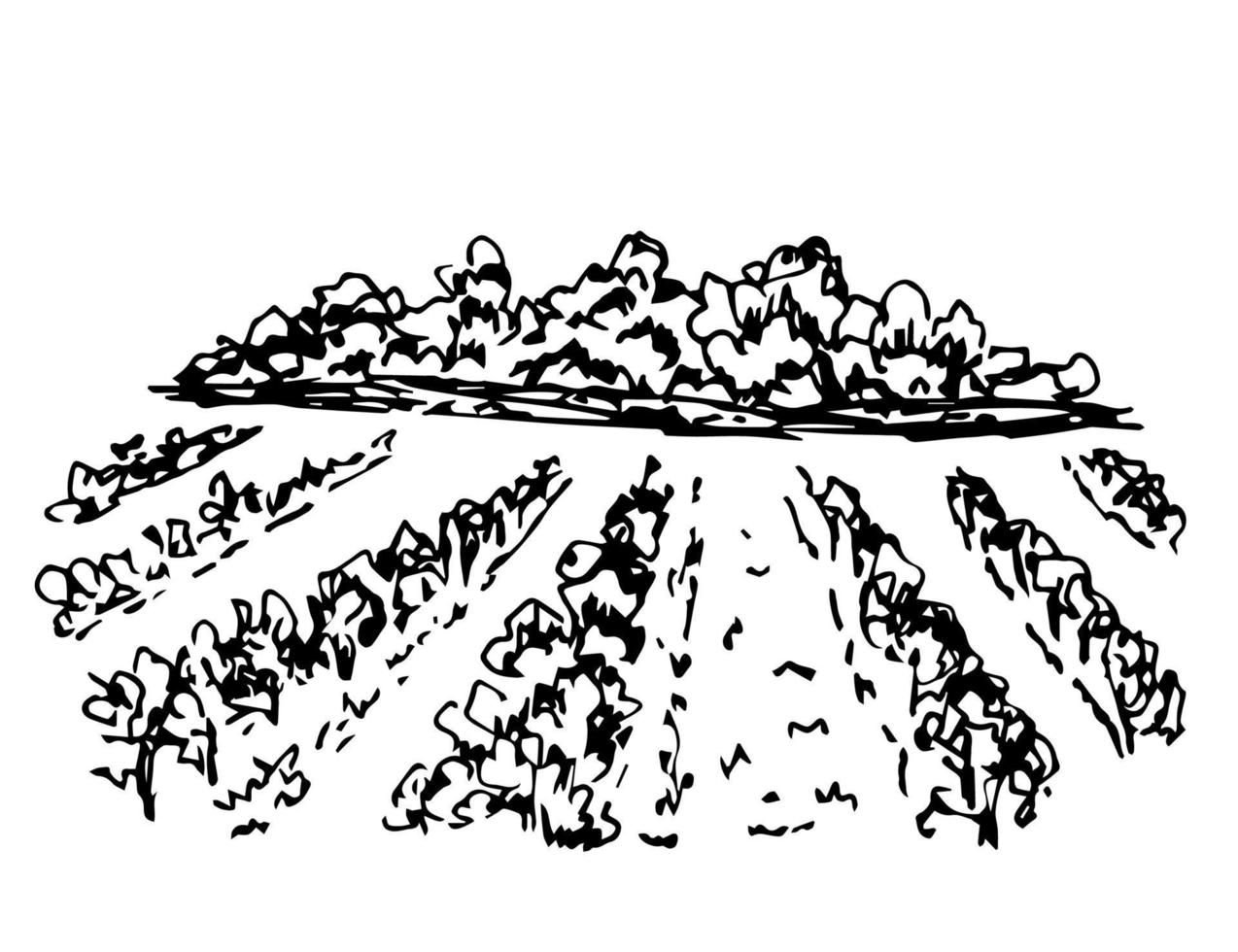 Hand drawn ink simple vector sketch. Vineyard landscape, rows of grape bushes, perspective, trees on the horizon. Engraving style, label printing, wine list, menu, countryside. Growing garden plants.