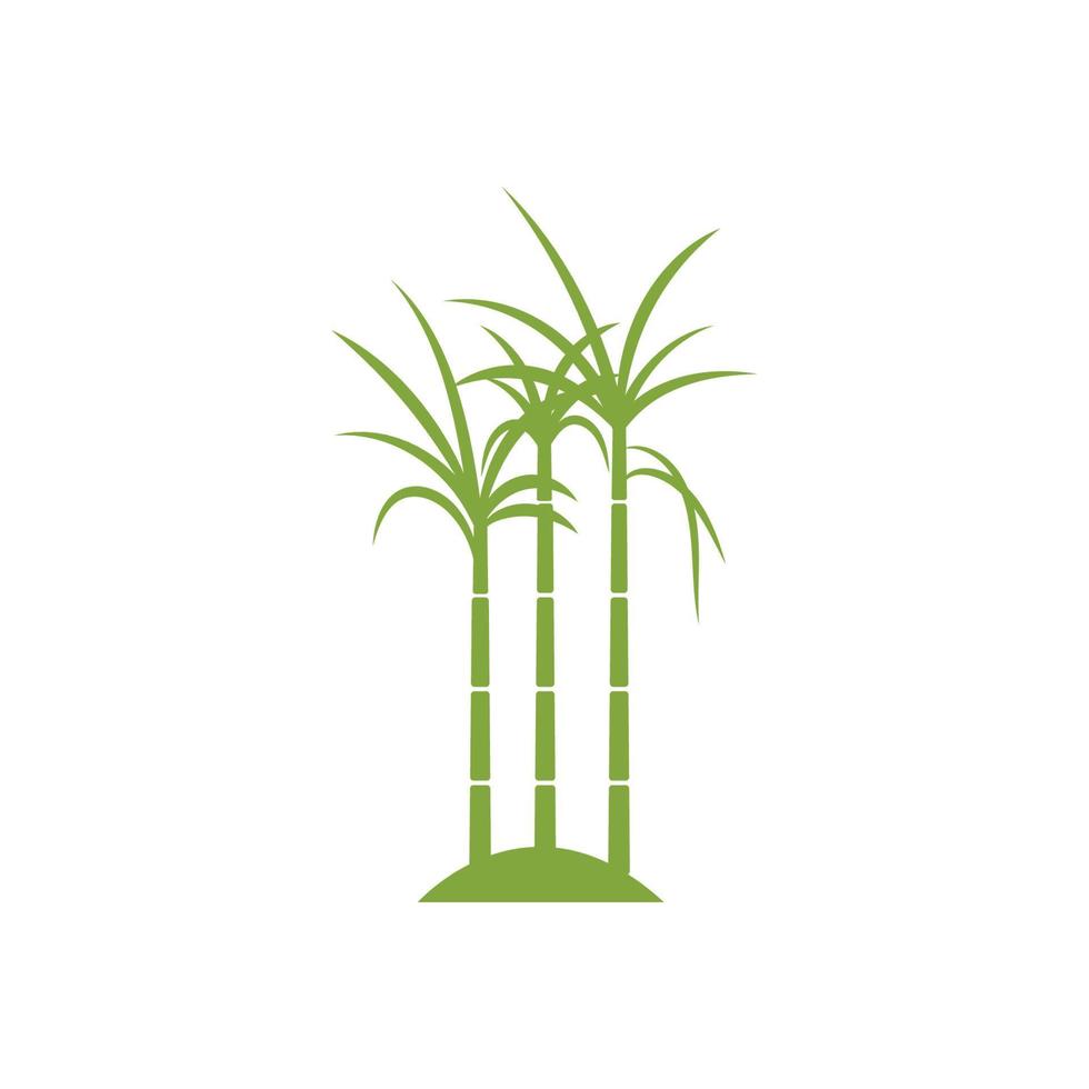Sugar cane plant logo vector illustration design