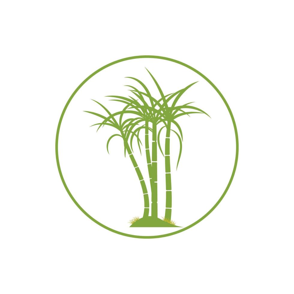 Sugar cane plant logo vector illustration design