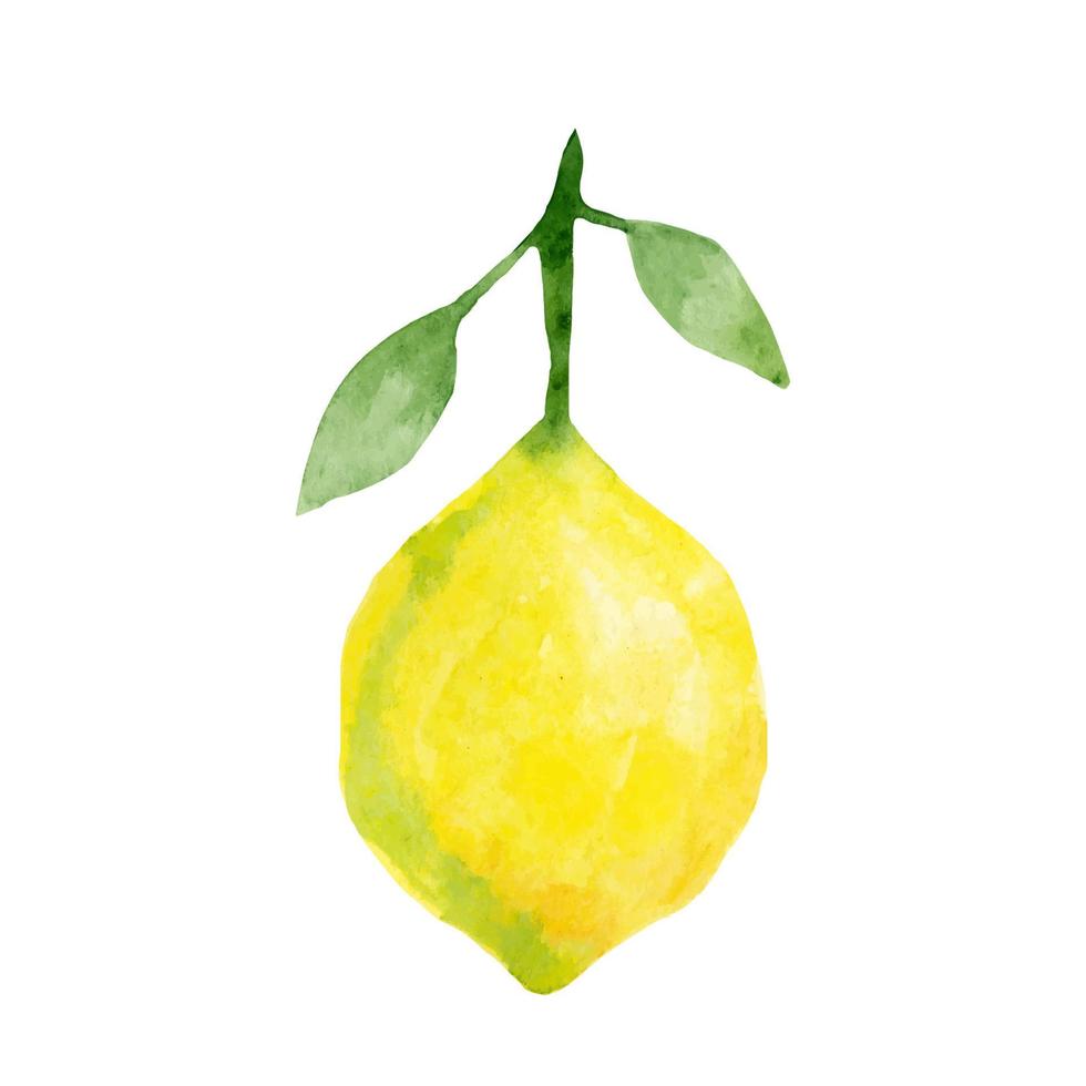 Watercolor illustration of lemon. Cute fruit. Vegan food. Nature organic product. Isolated on white background. vector