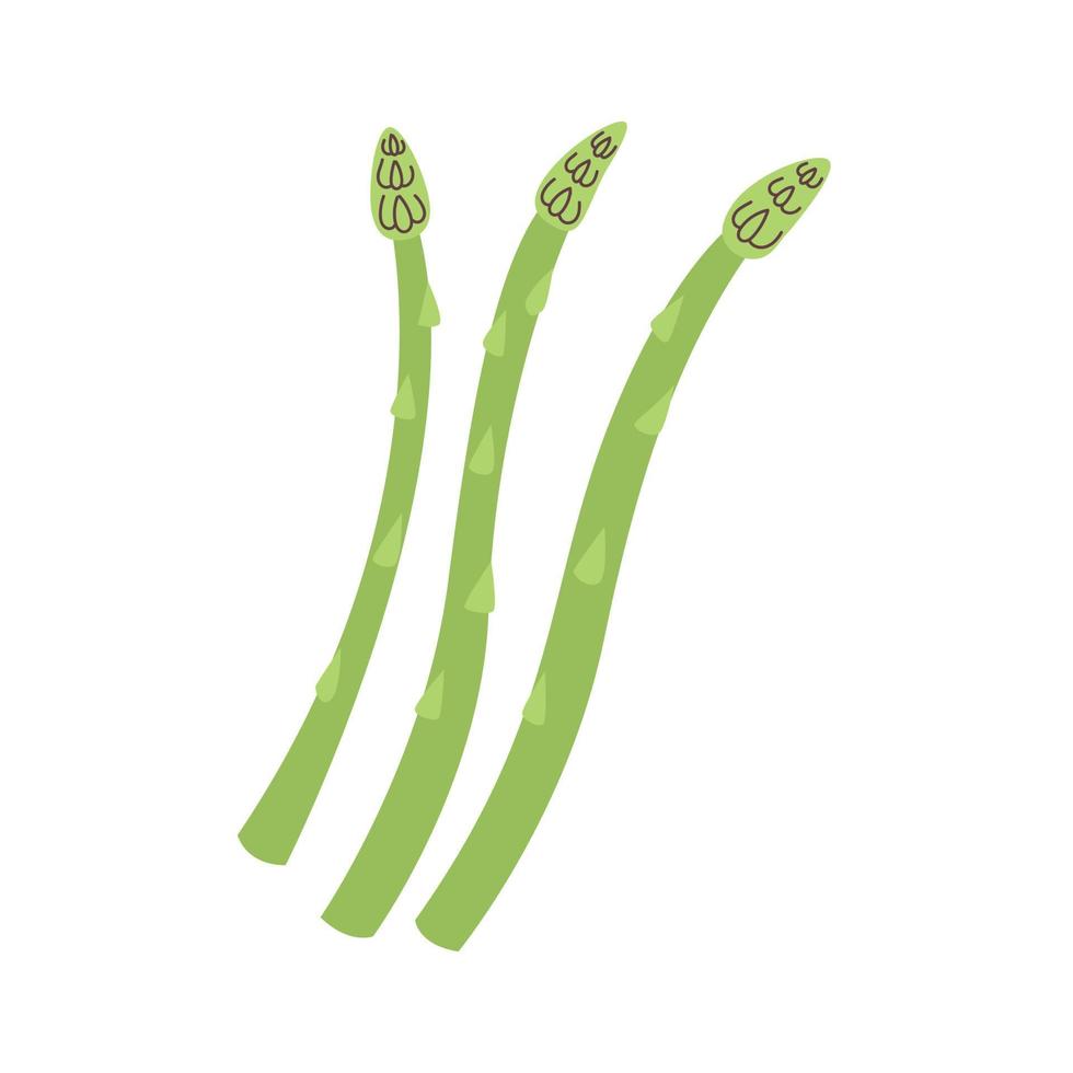 Vector green asparagus