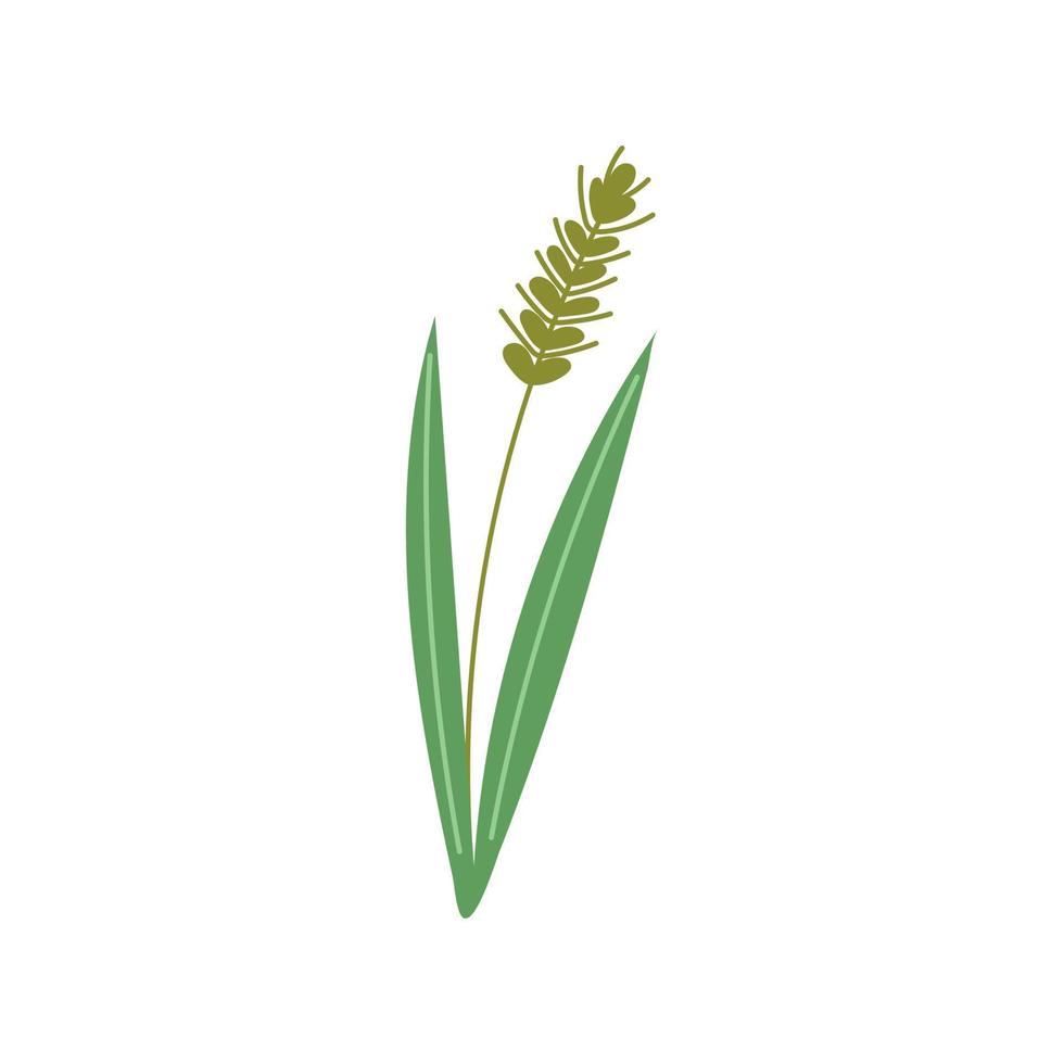 Green Wheat doodle vector