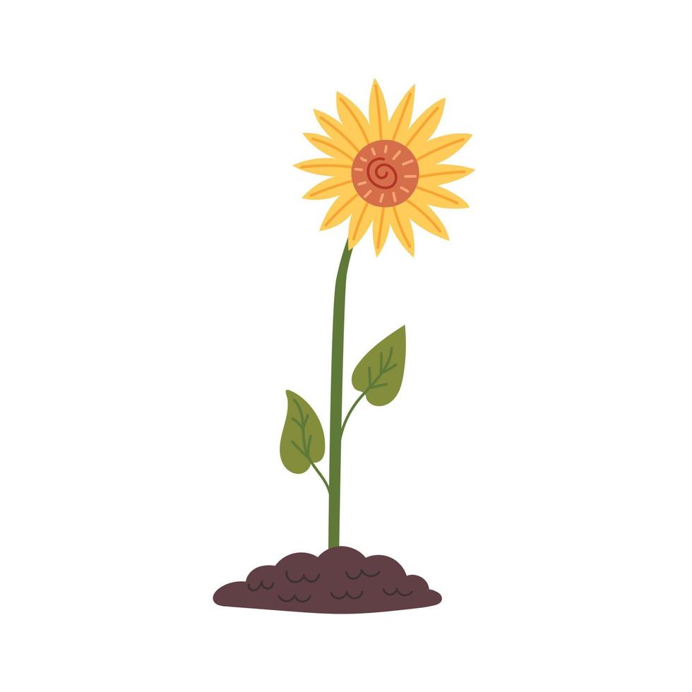 Sunflower grows out of the ground vector
