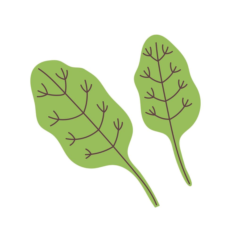 Vector green spinach leaves