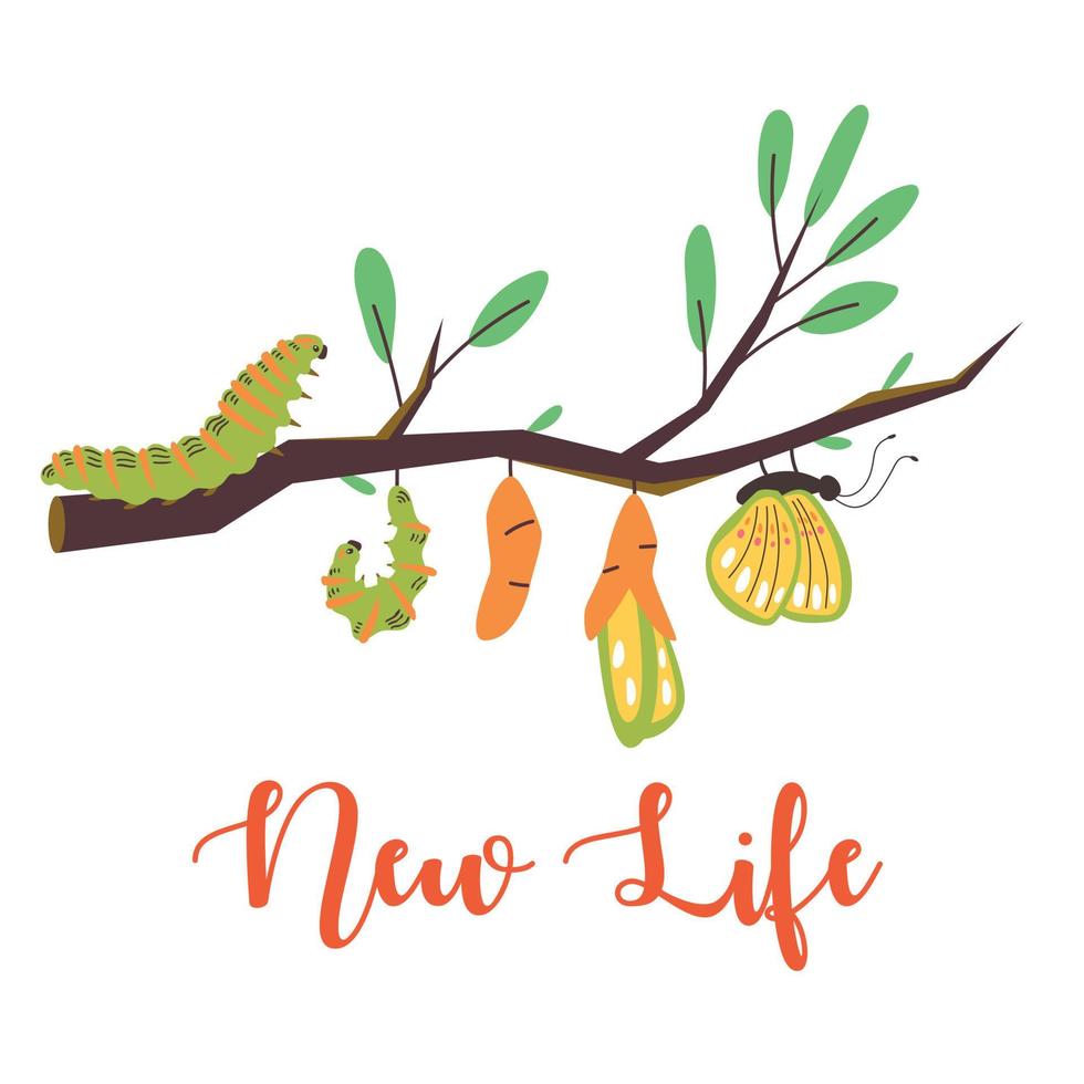 The life cycle of a caterpillar turning into a butterfly and lettering new life vector