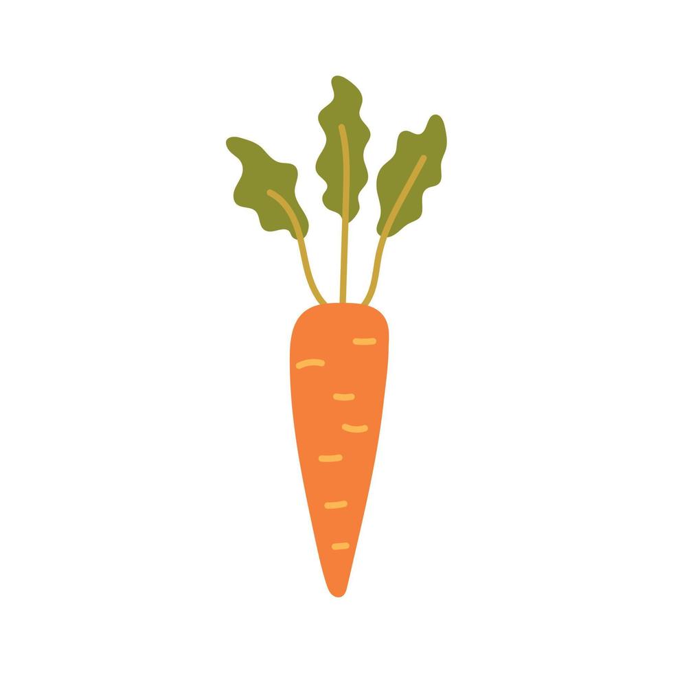 Vegetable orange carrot vector