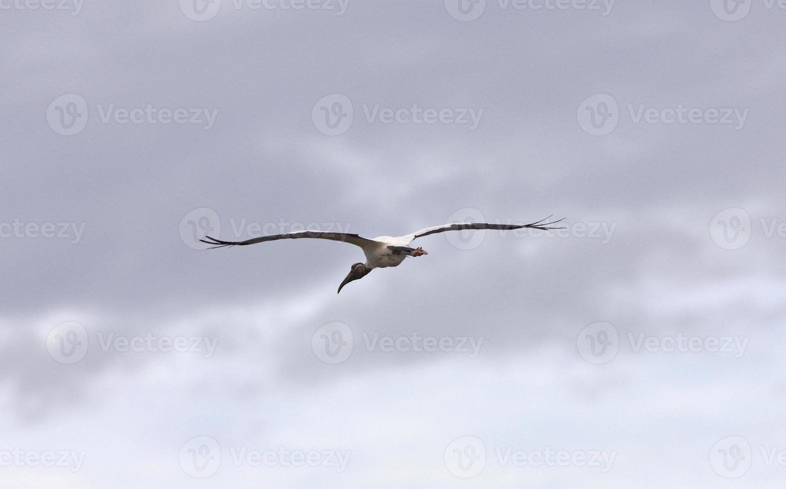 cigüeña de madera volando sobre las aguas de florida foto