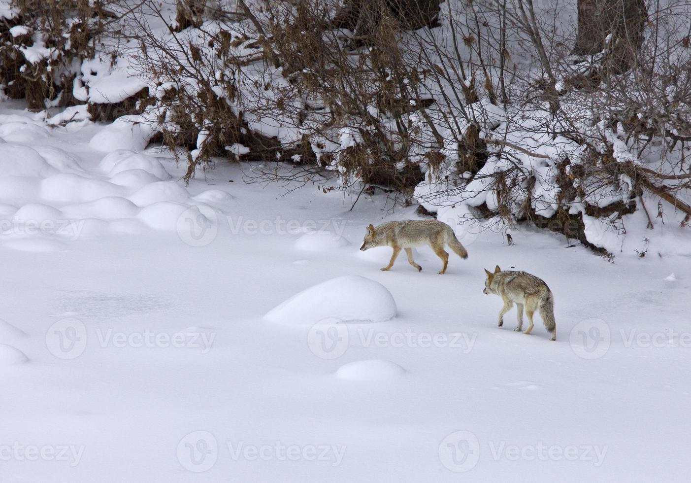 parque de yellowstone wyoming invierno snow coyote foto