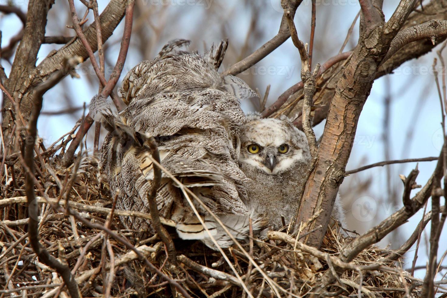 Great Horned Owl adult and and owlet in nest photo