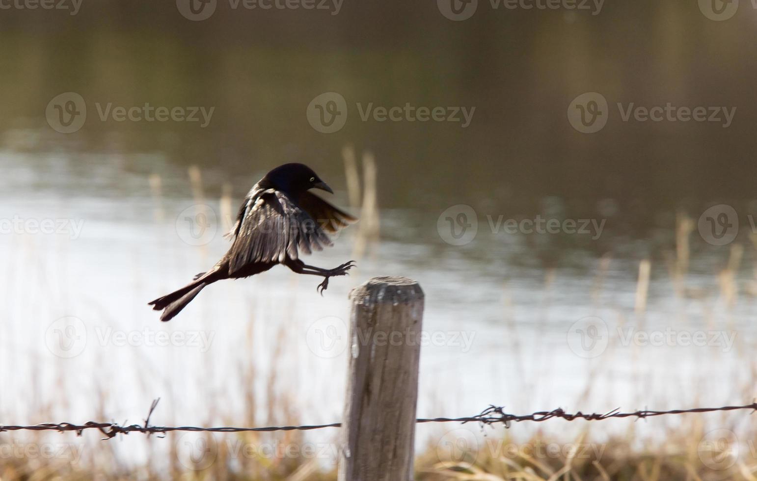 Common Grackle Blackbird Canada photo