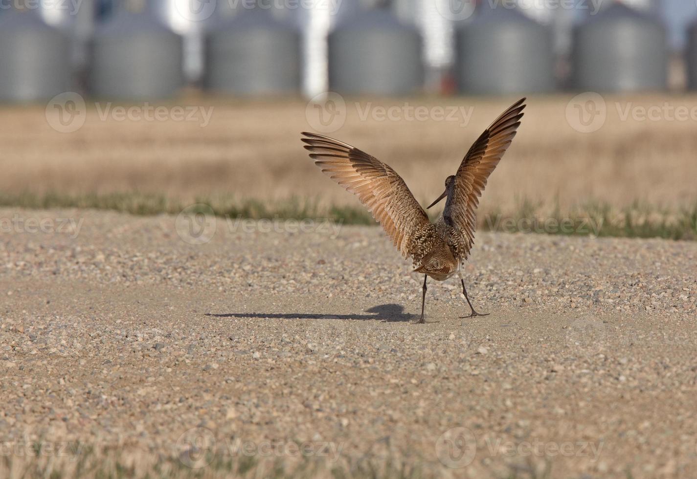 Curlew in FLight Saskatchewan Canada photo