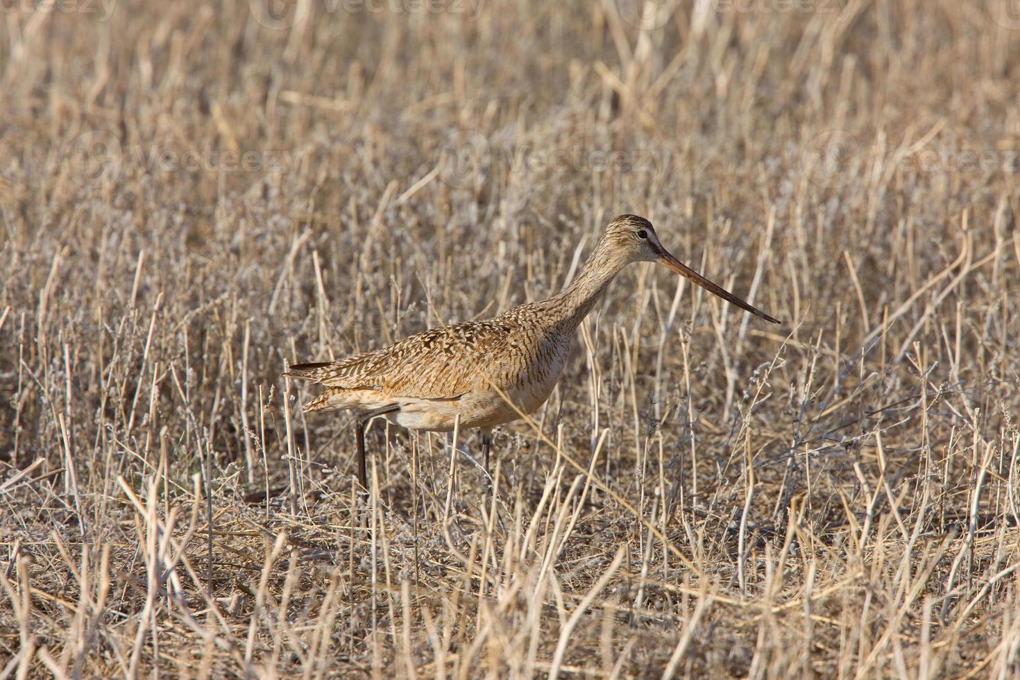 Curlew in FLight Saskatchewan Canada photo