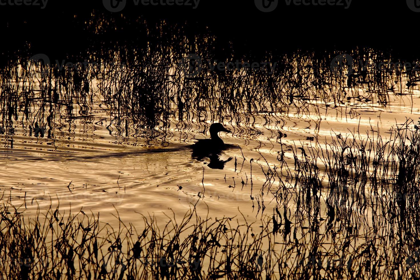 Sillouette of Duck in Pond Sunset Saskatchewan Canada photo