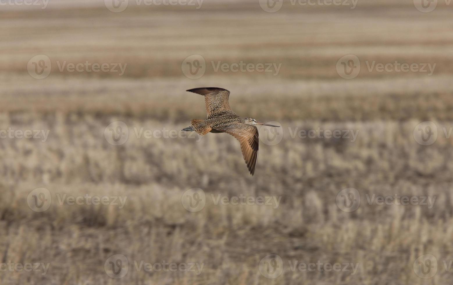 Curlew in FLight Saskatchewan Canada photo