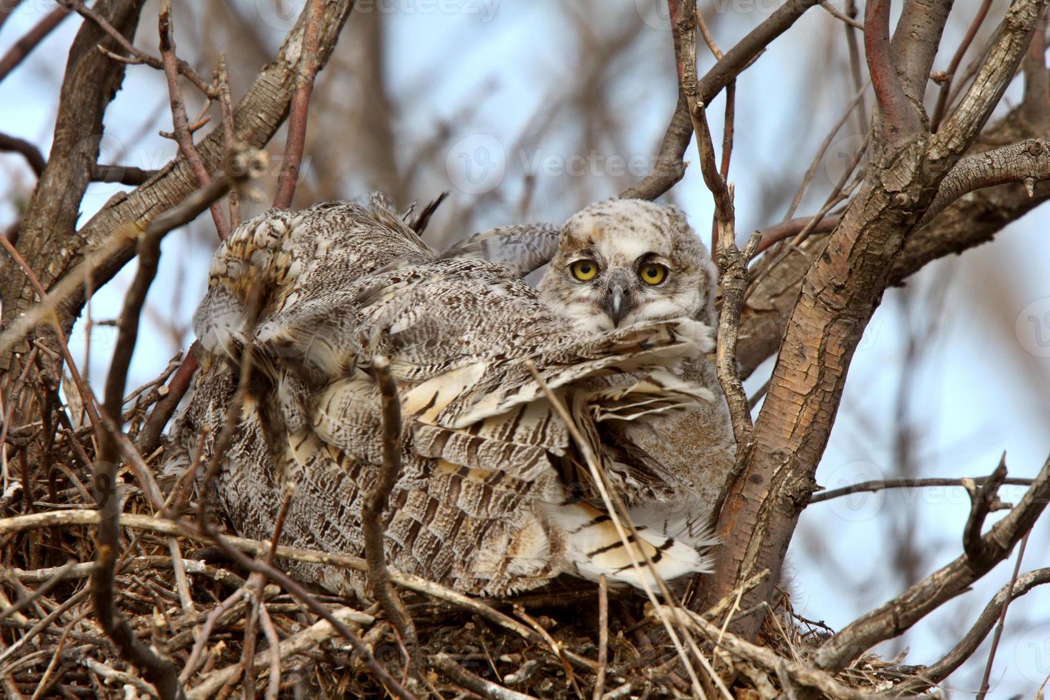Great Horned Owl adult and and owlet in nest photo