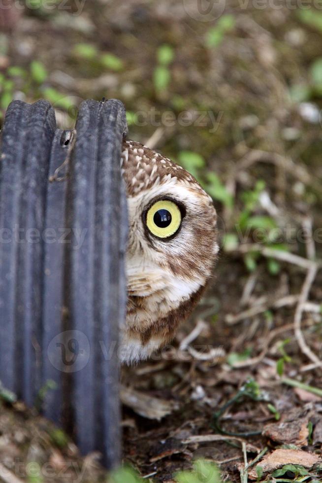 Burrowing Owl peaking out of culvert photo