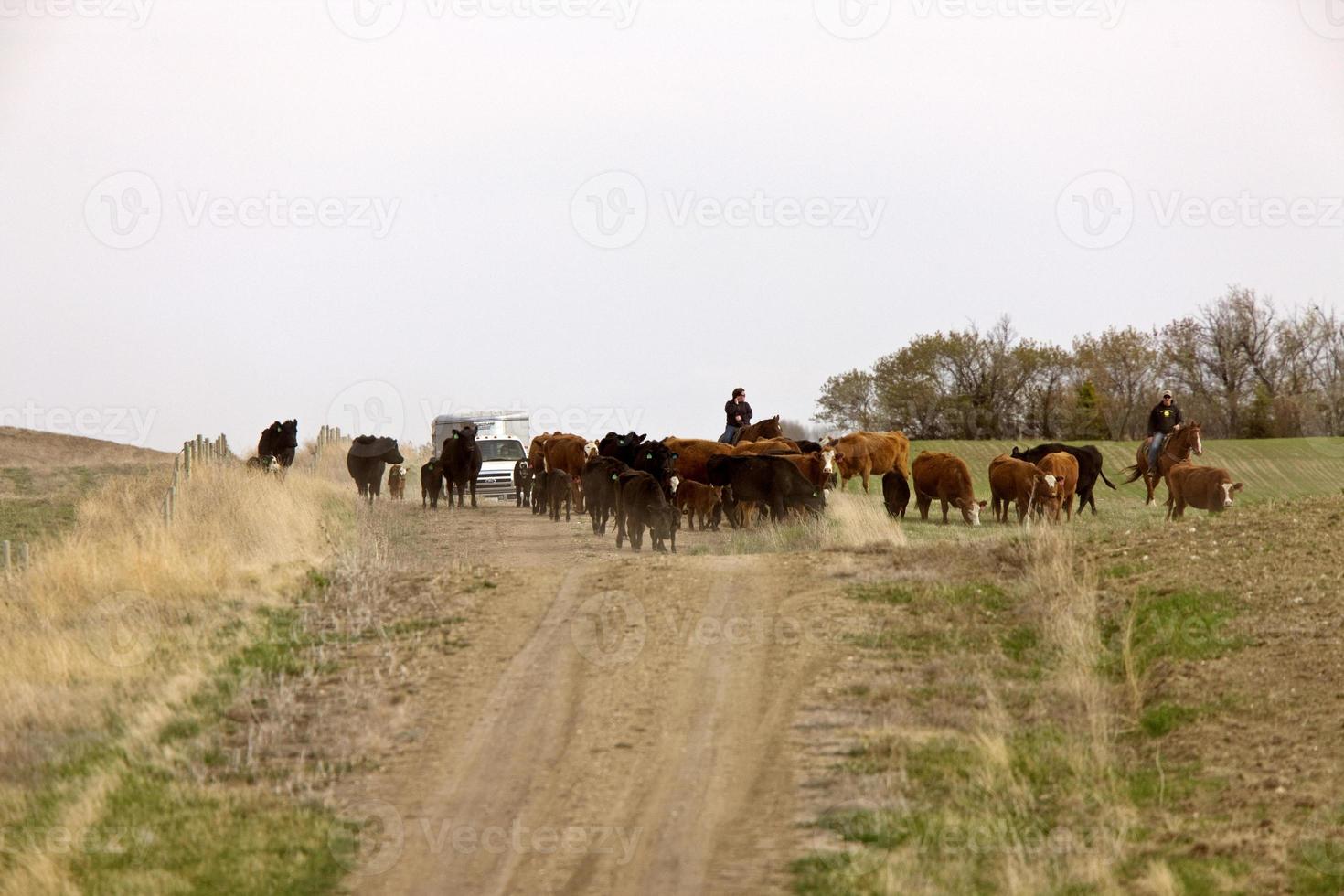 Cattle Herding Saskatchewan Canada photo