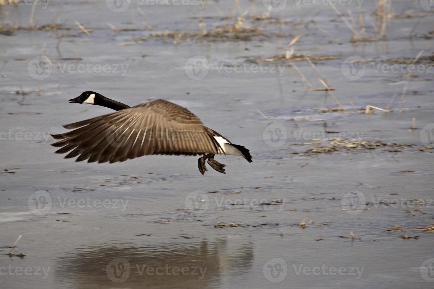 Canada Goose flying over open water photo