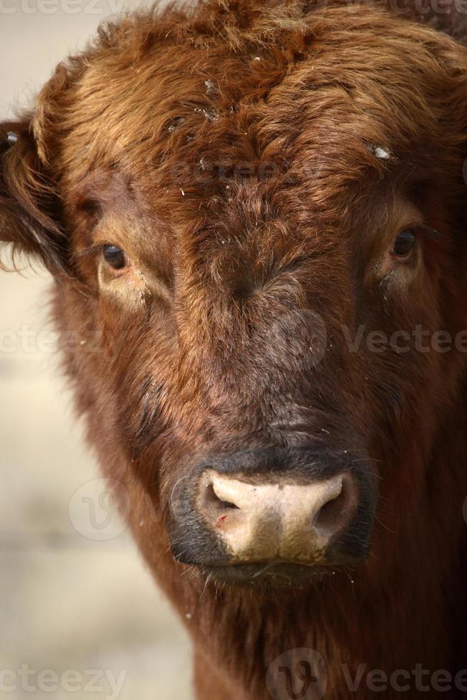 primer plano de toro hereford foto