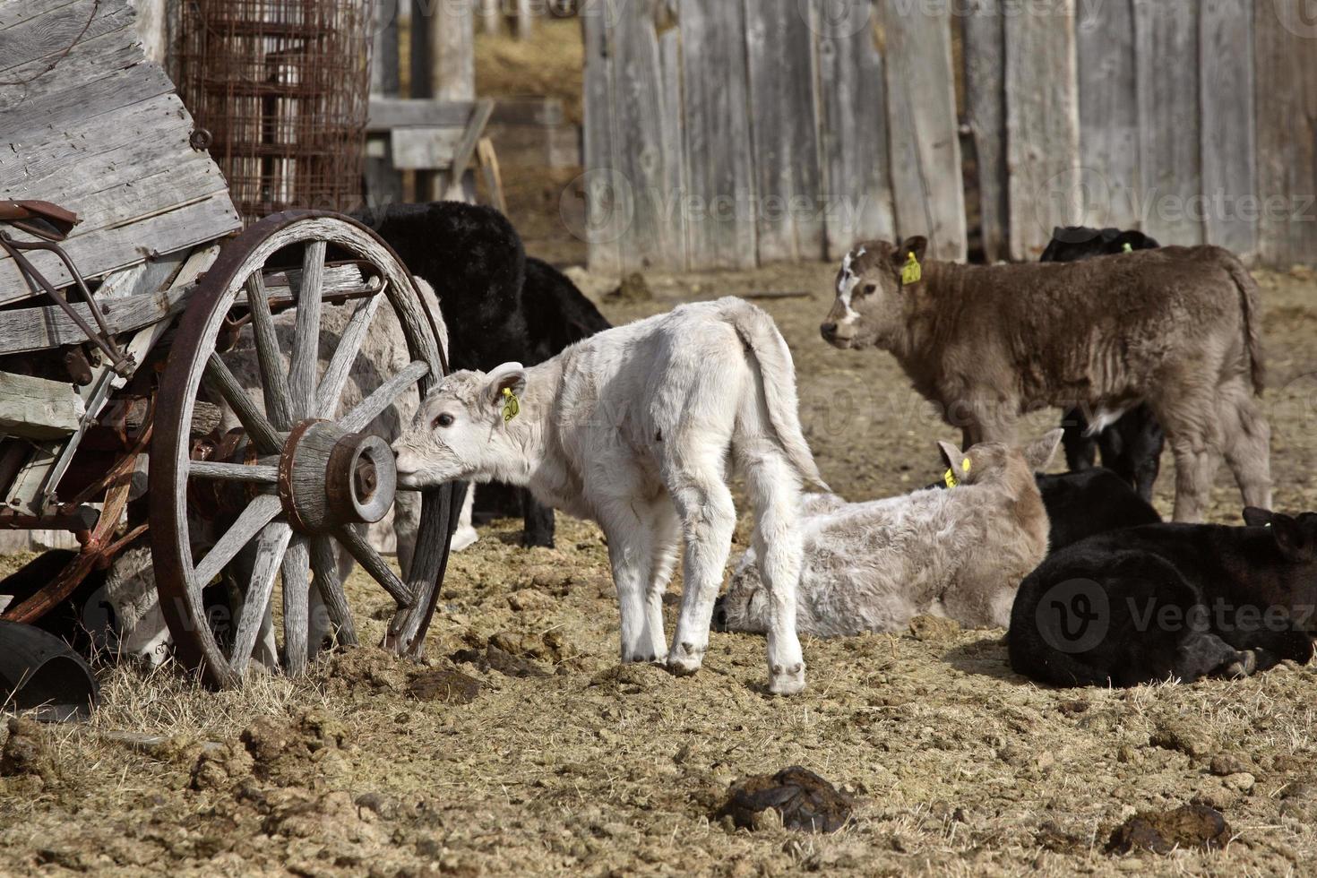 calves near old wagon photo