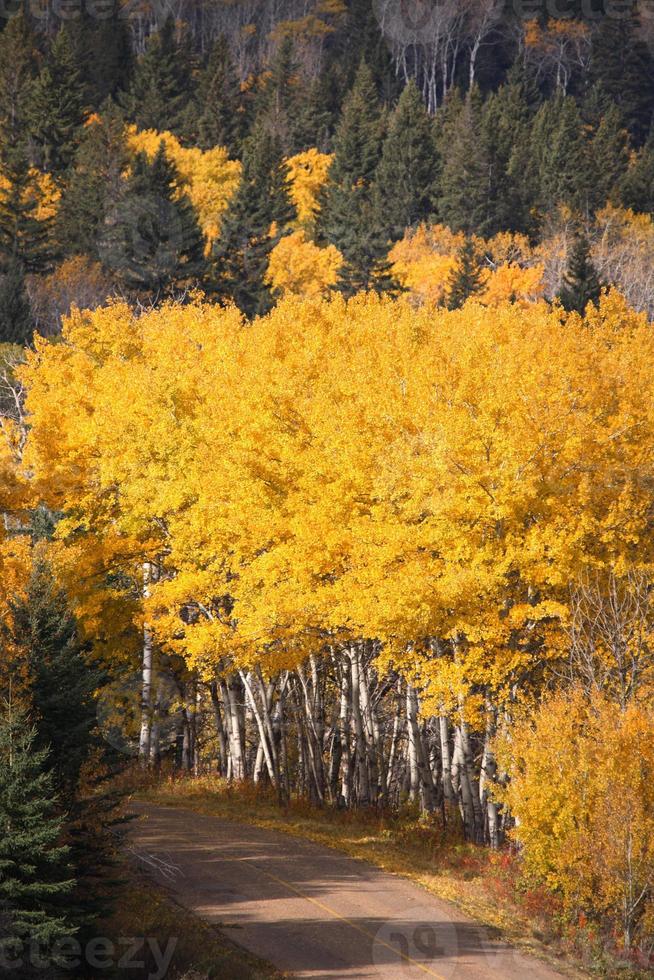 Pine and Aspen trees in fall photo