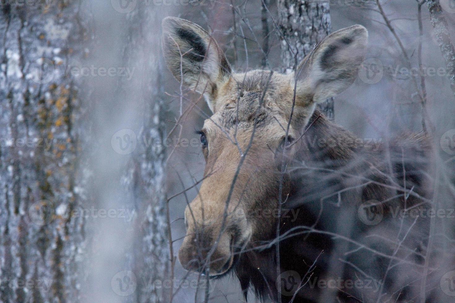 Moose in Winter photo
