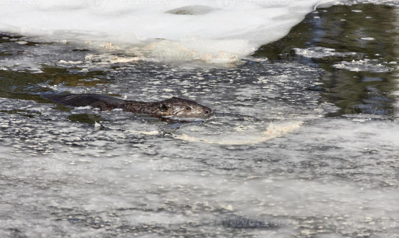 Beaver at Work photo