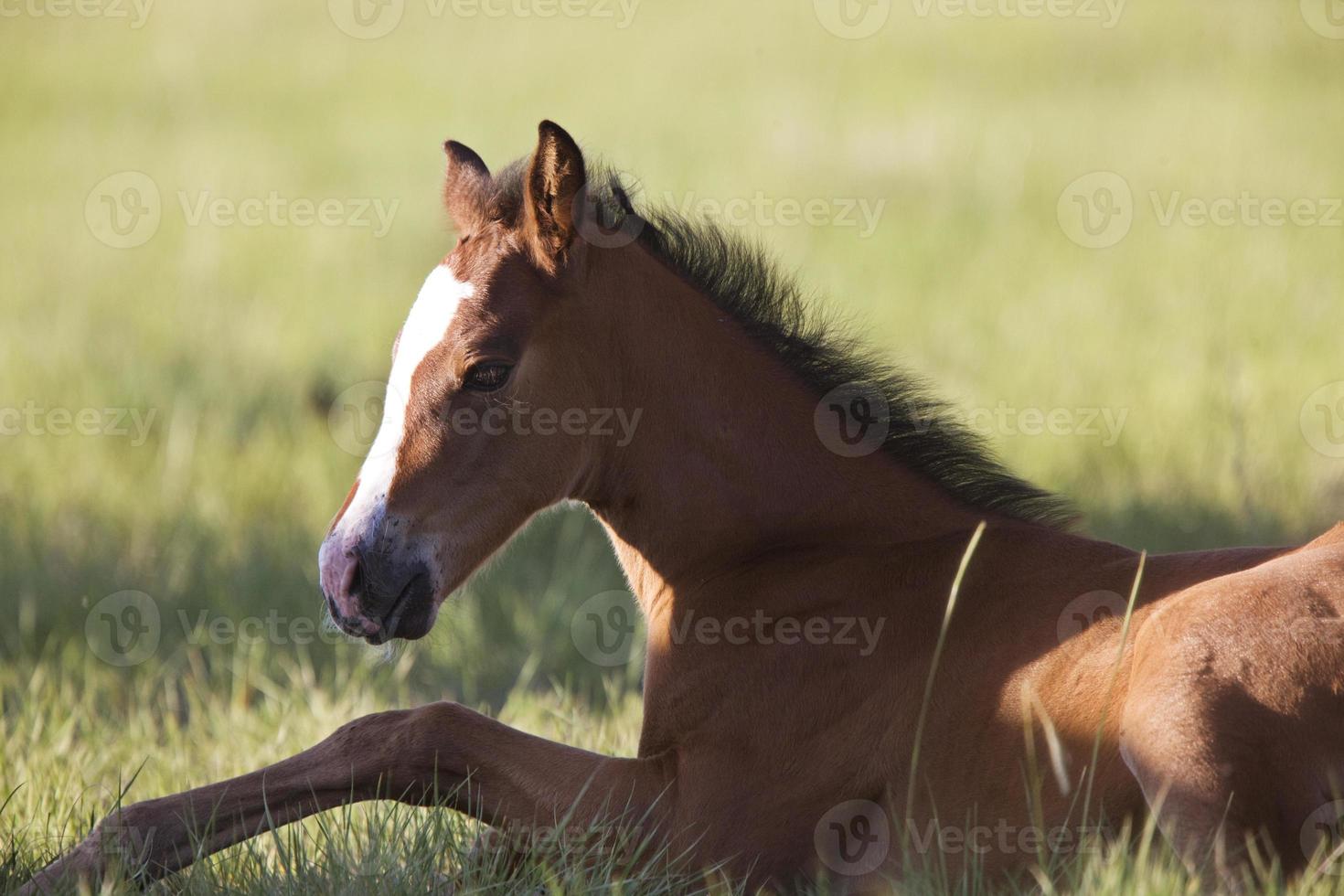 Colt newborn in field photo
