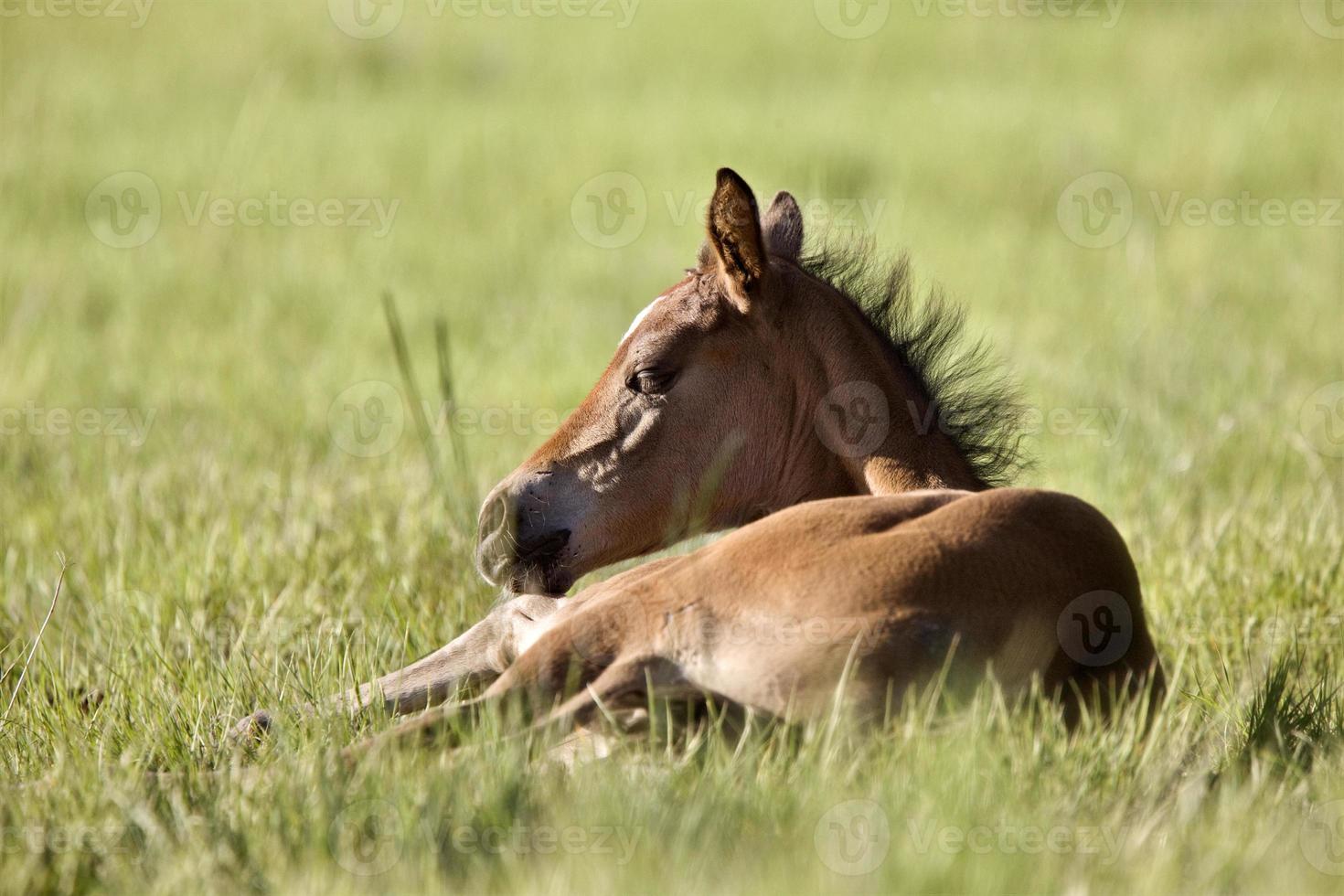 Colt newborn in field photo