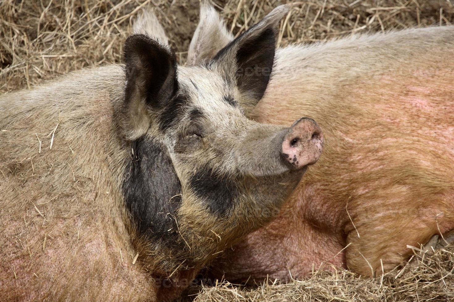 Two pigs in roadside ditch photo