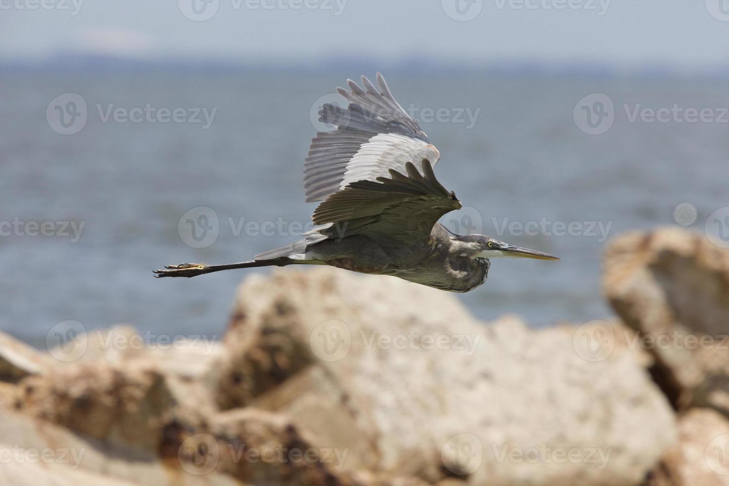 Great Blue Heron in flight along Florida coast photo