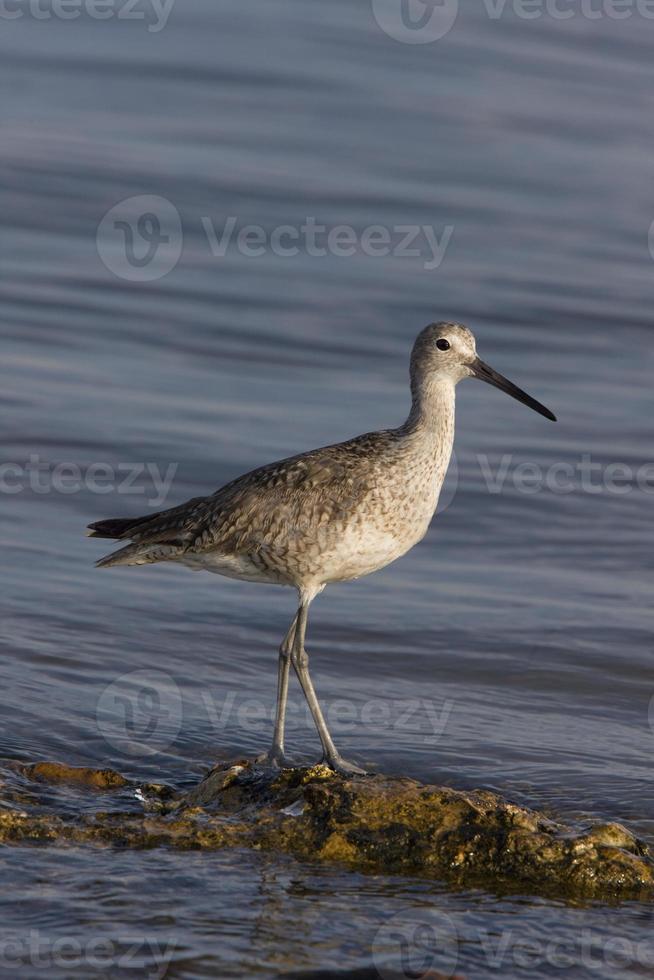 Upland Sandpiper in Florida waters photo