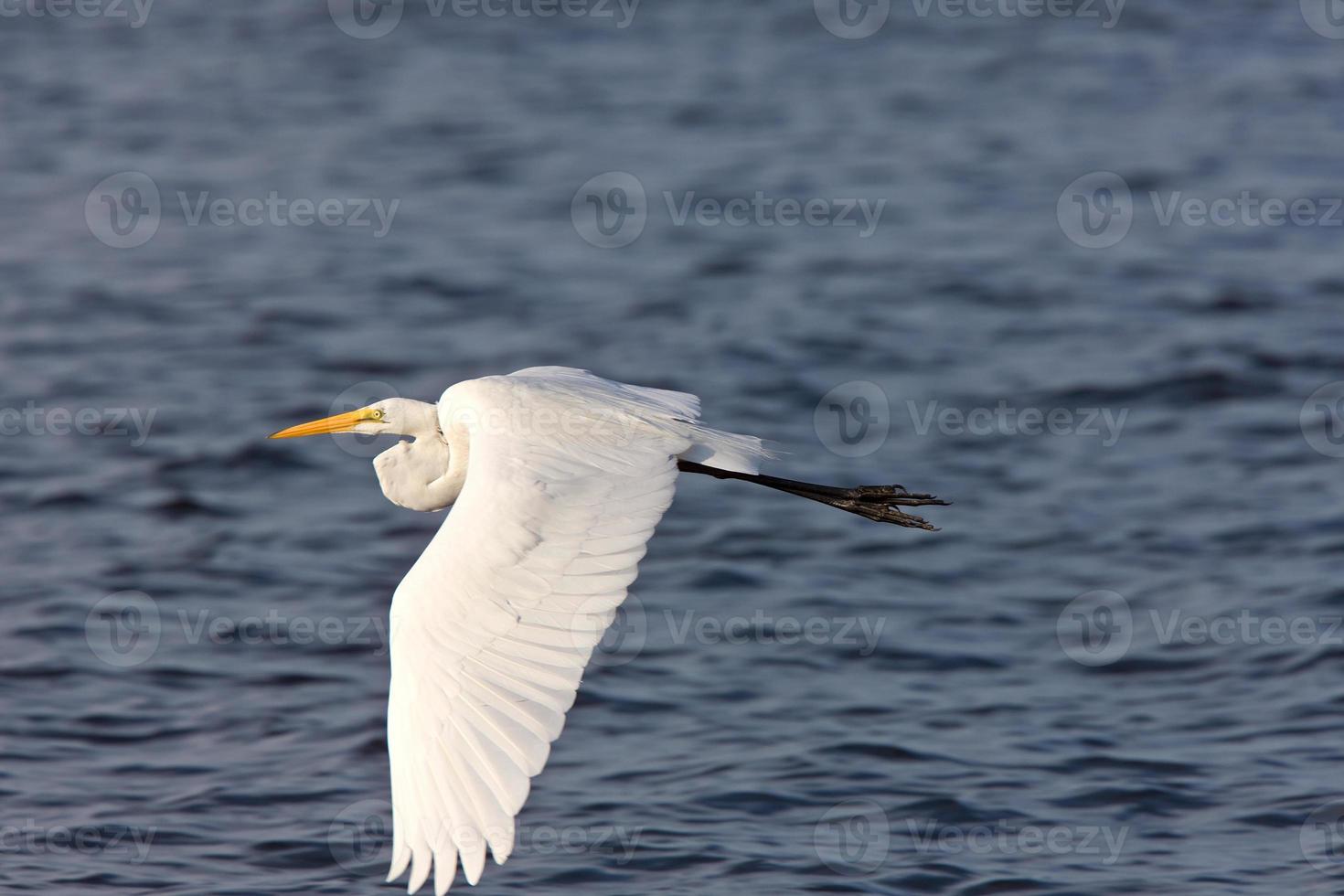 Great White Egret flying over Florida waters photo