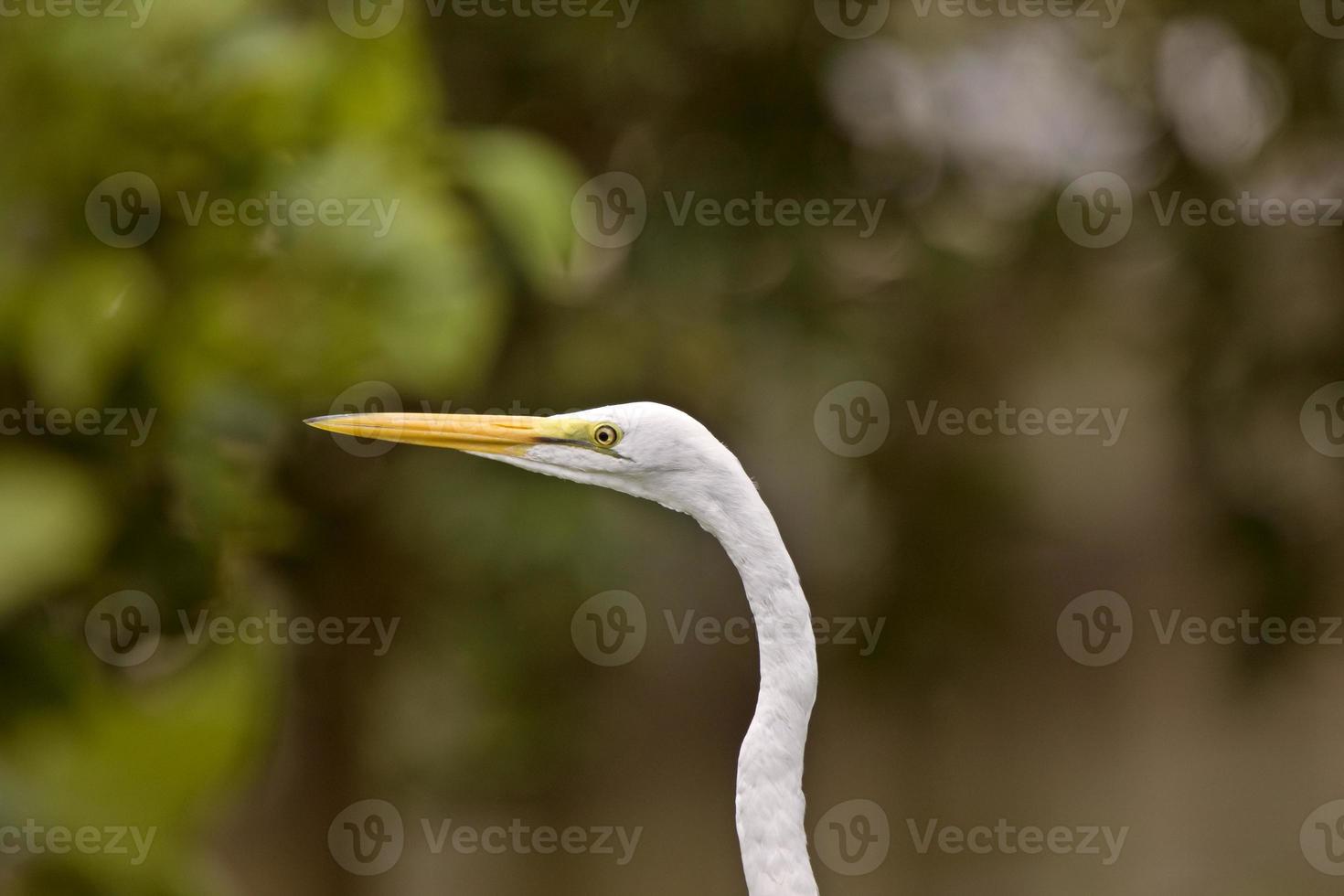 Great Egret in Florida photo