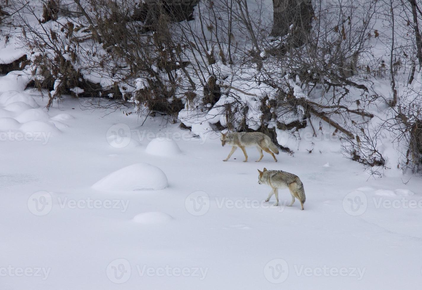 Yellowstone Park Wyoming Winter Snow coyote photo