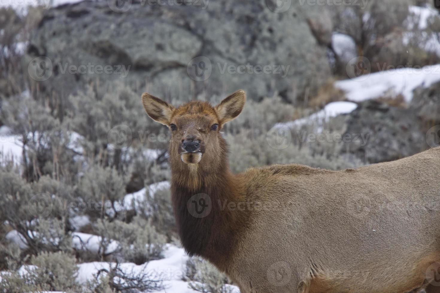 Yellowstone Park Wyoming Winter Snow Elk photo