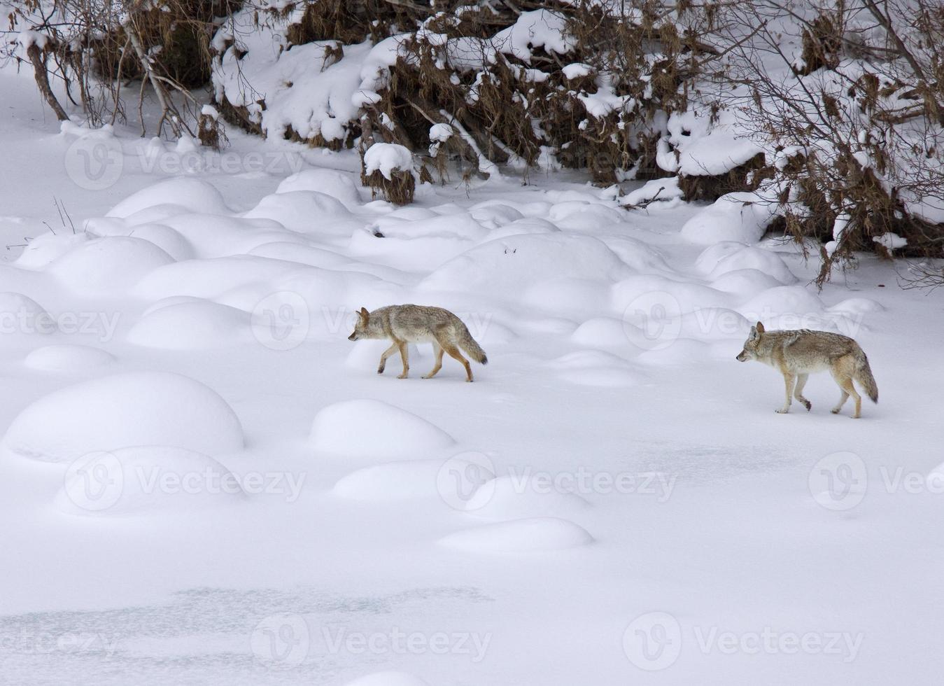 parque de yellowstone wyoming invierno snow coyote foto