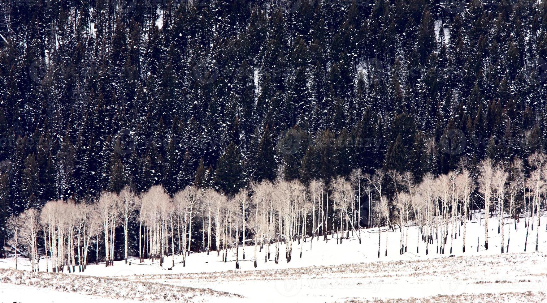 Yellowstone Park Wyoming Winter Snow photo