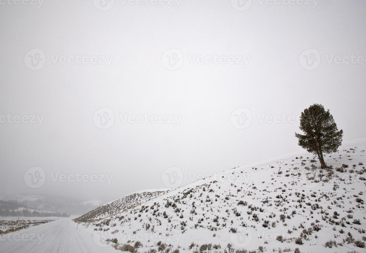 Yellowstone Park Wyoming Winter Snow photo