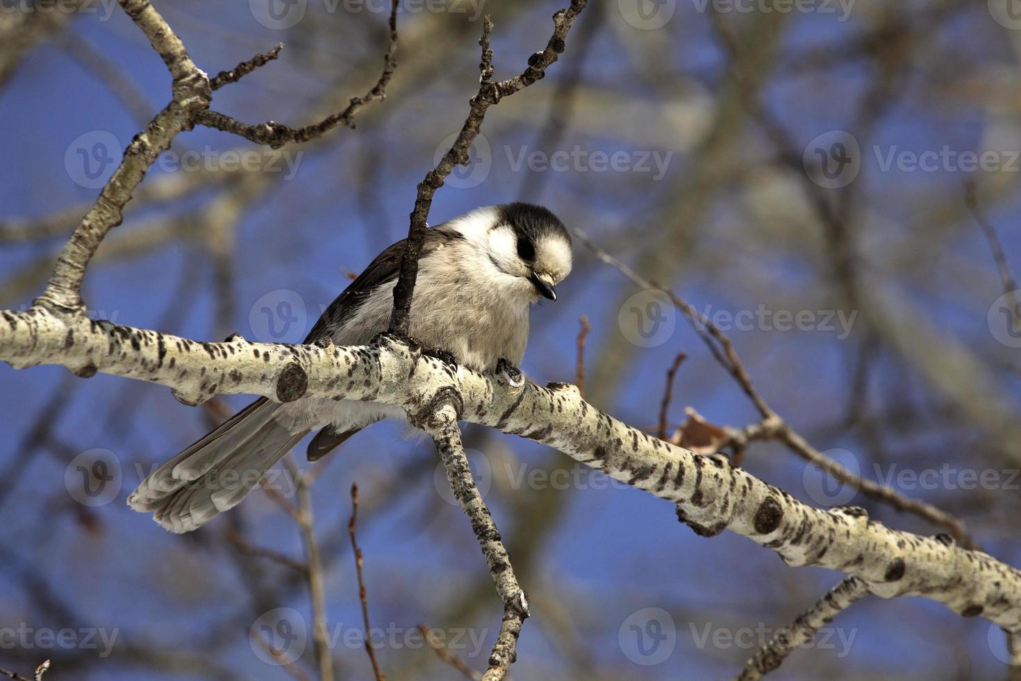 Gray Jay in winter photo