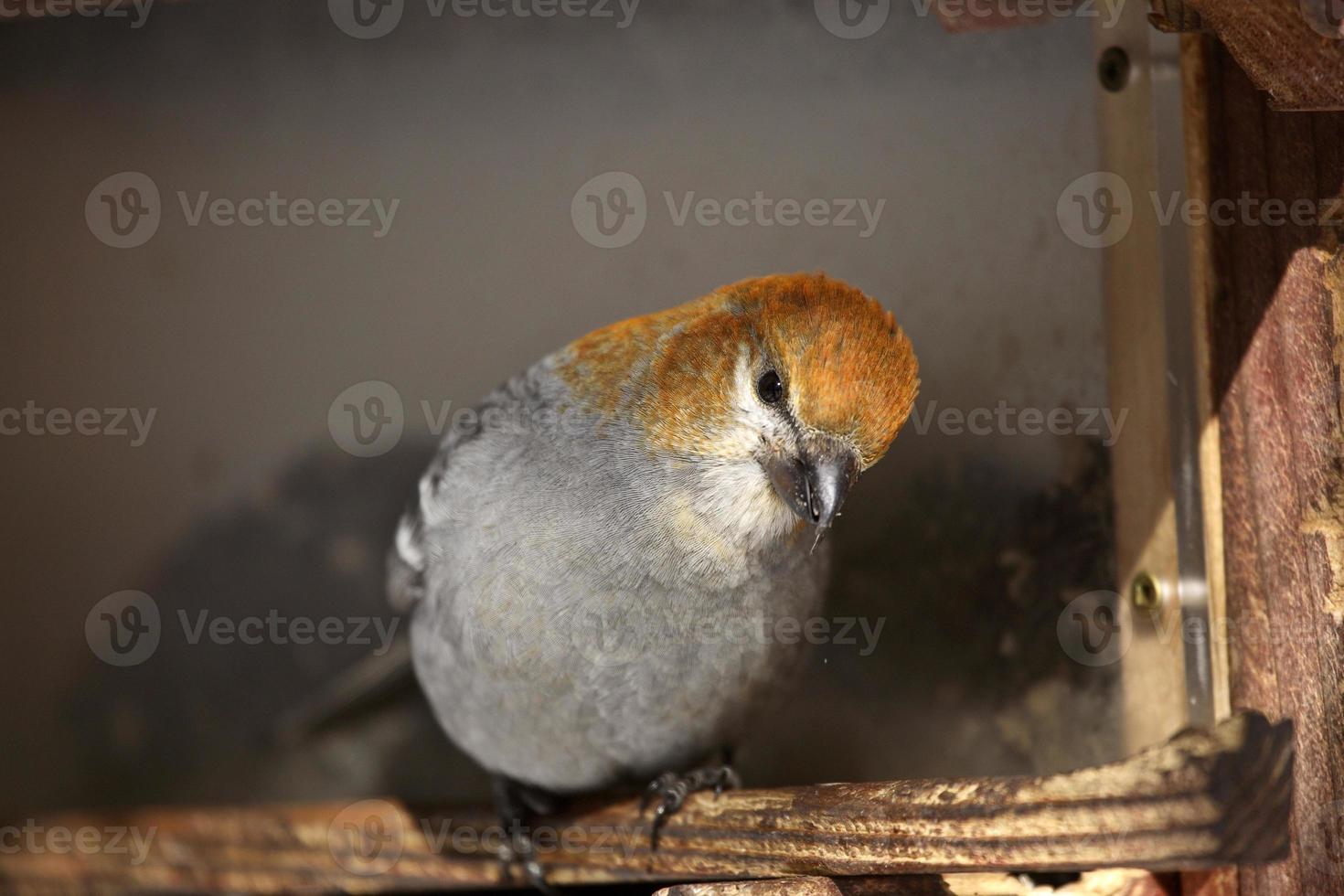 White-winged Crossbill in winter photo