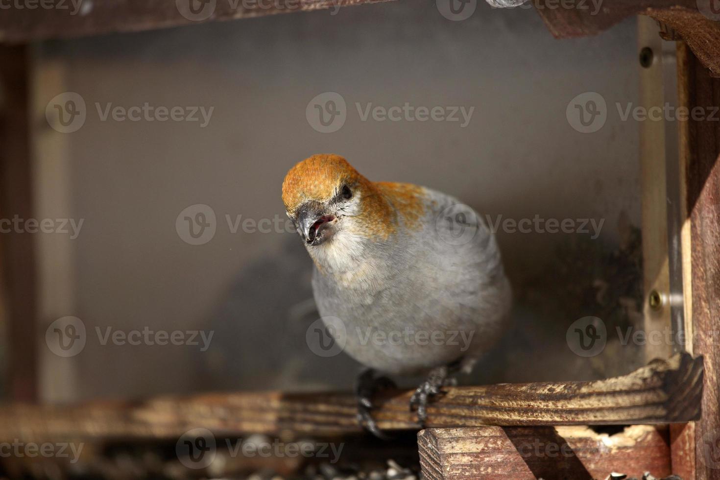 White-winged Crossbill in winter photo
