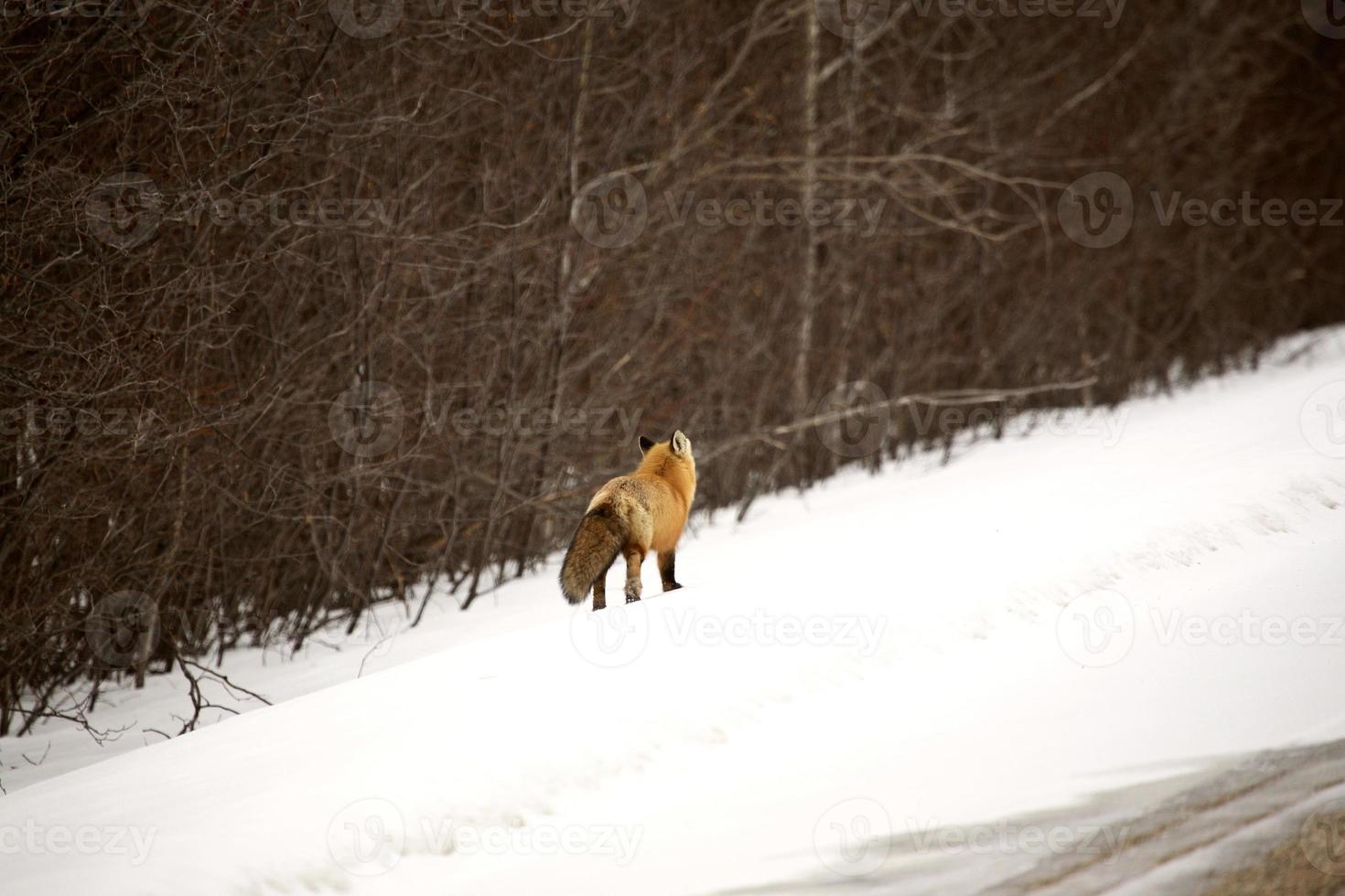 Red Fox in winter photo