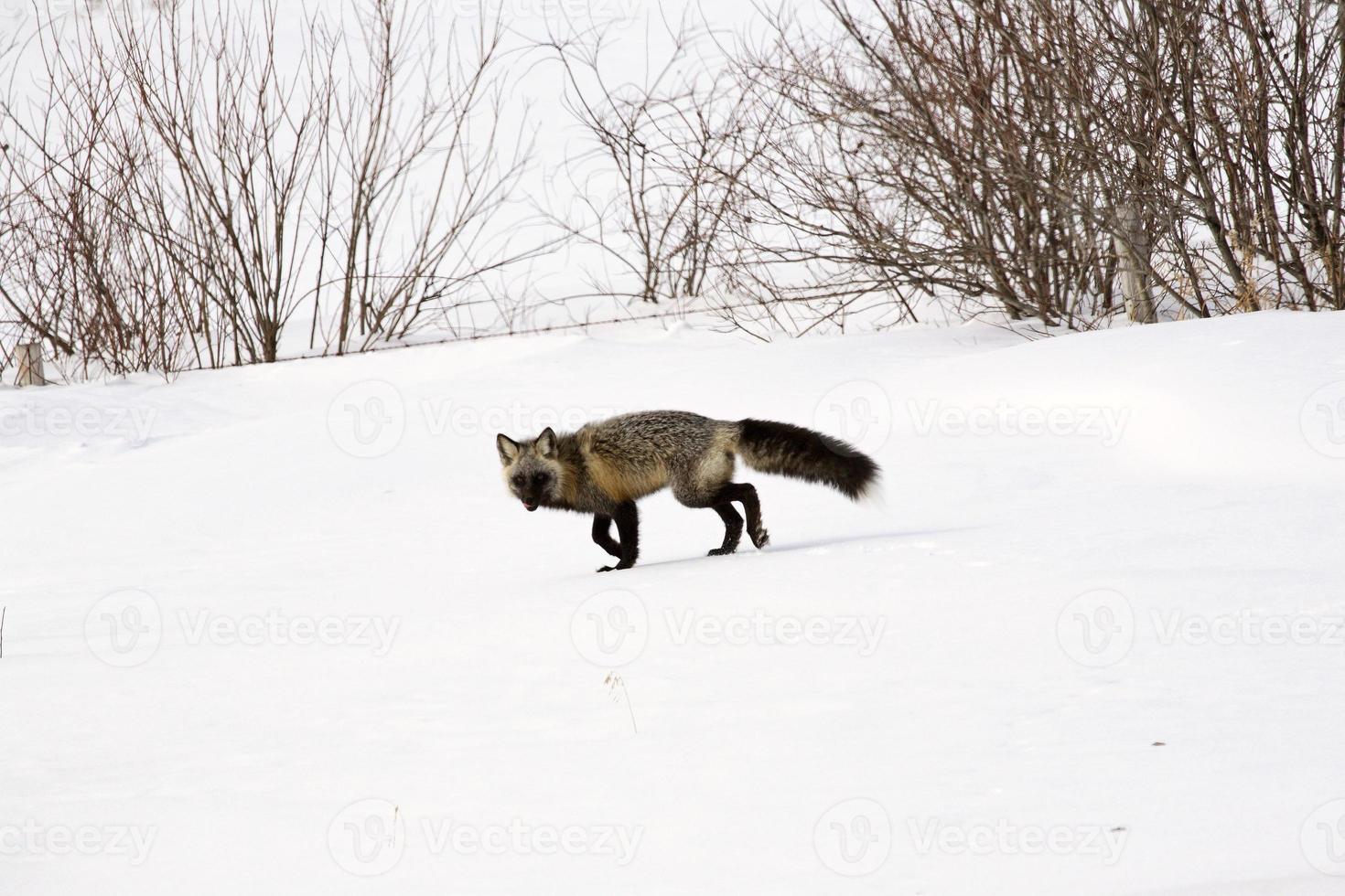 Silver Fox in winter photo