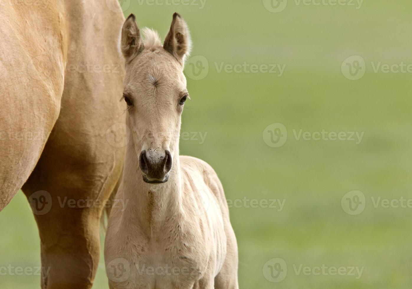 Horse and colt photo