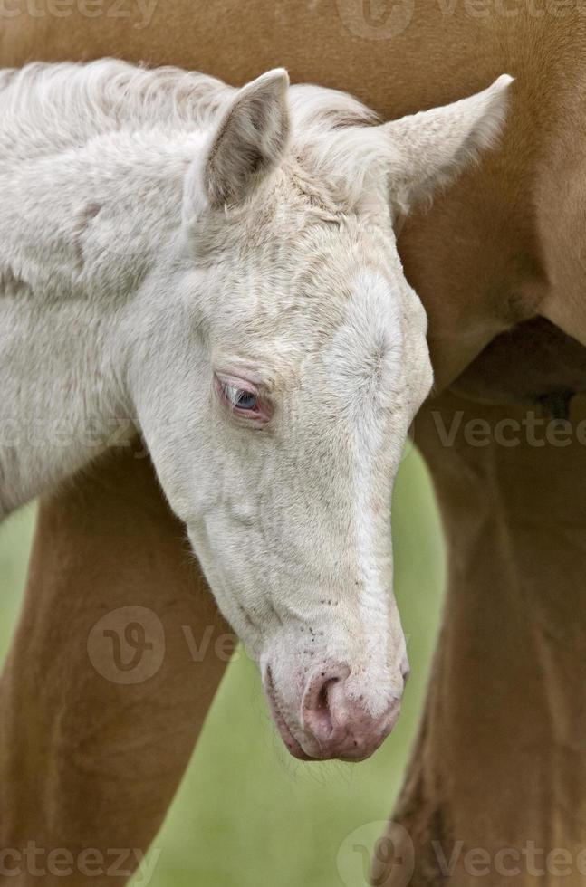 caballo y potro foto