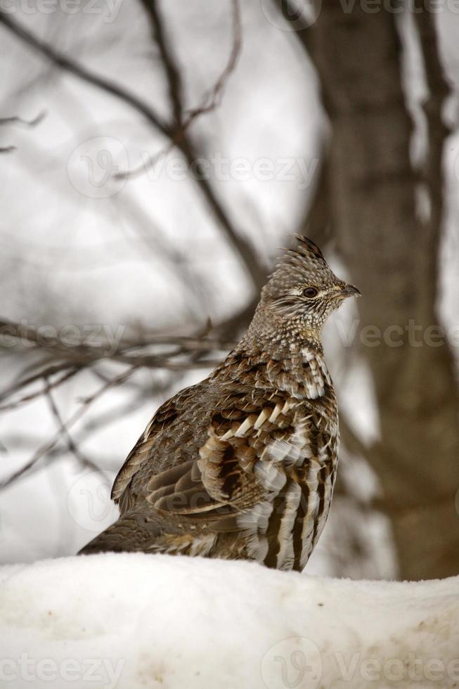 Ruffed Grouse in winter photo