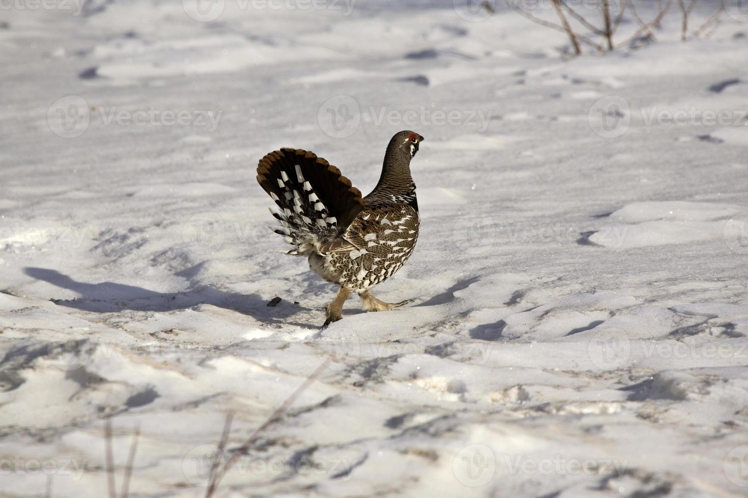 Urogallo en invierno foto