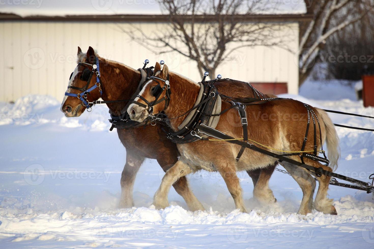 Horse drawn sled in winter photo